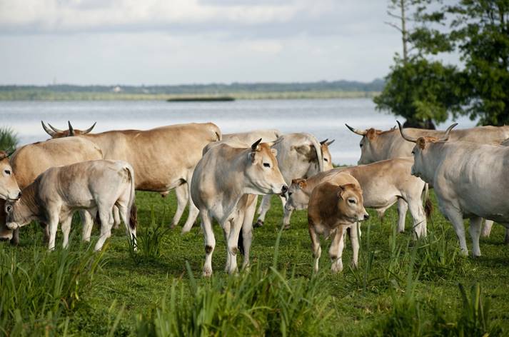 Les vaches nantaises arrivent bientôt à la Cale de Beautour
