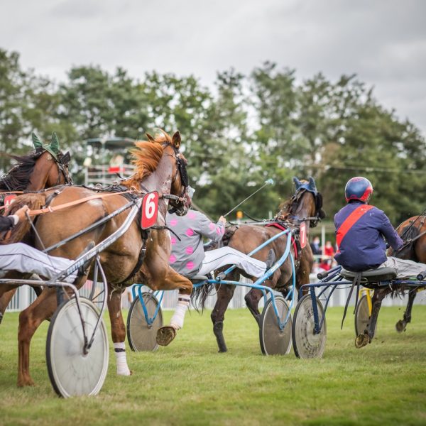 Courses hippiques